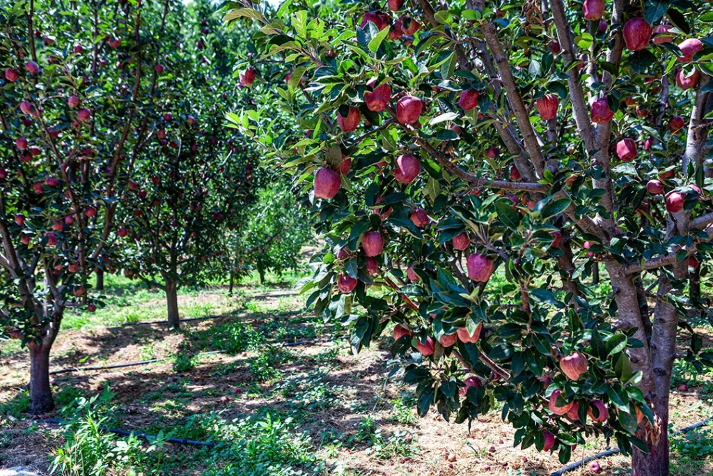 Μηλιές στην Ζαγορά