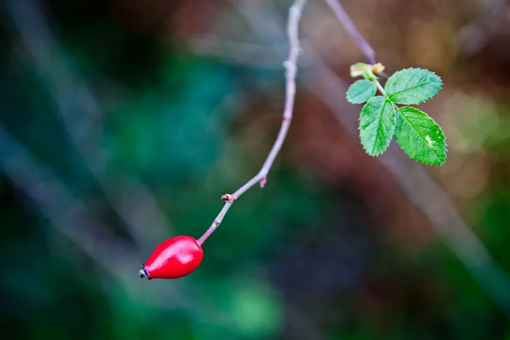 κυνόροδο στο Πήλιο