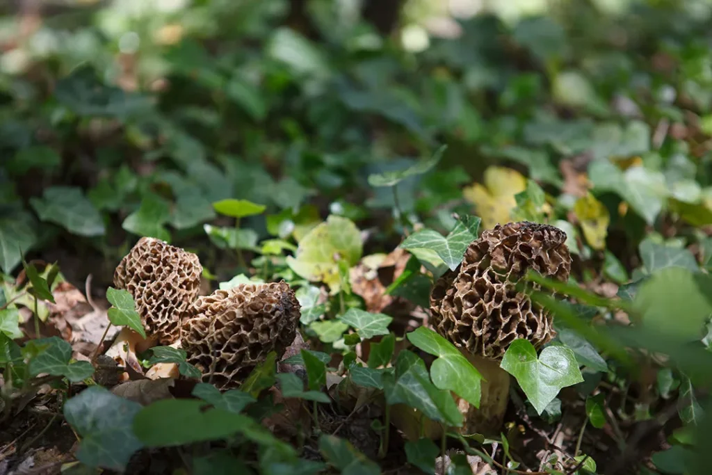 μανιτάρια κι αυτά