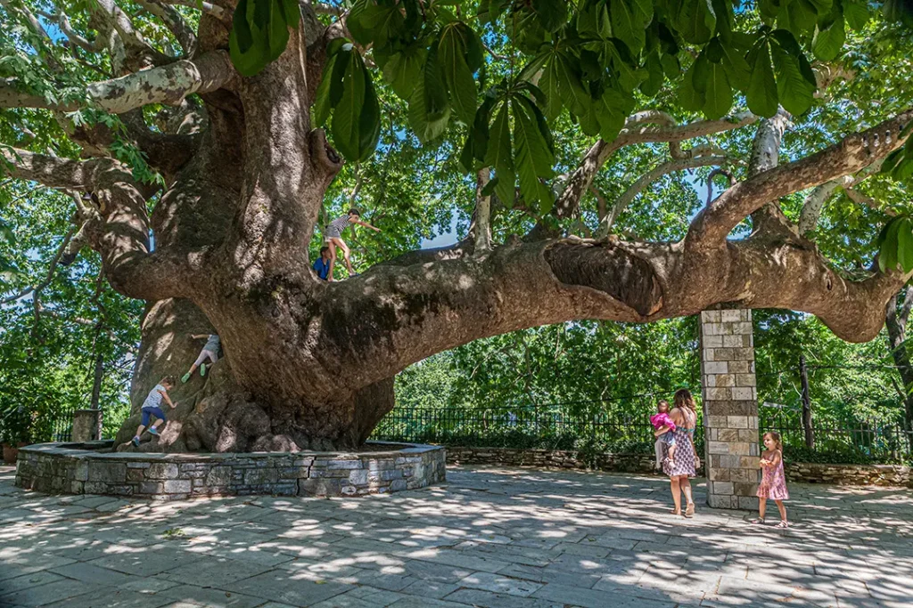 ο χιλιοετής πλάτανος στην Αγία Παρασκευή Τσαγκαράδας